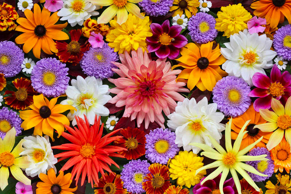 Profumi floreali: scopri il potere dei fiori
